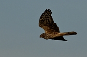 Hen harrier
